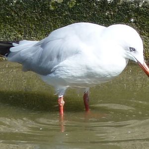 Slender-billed gull (Larus genei)