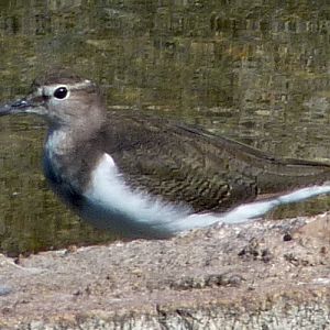 Common sandpiper (Actitis hypoleucos)