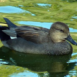 Gadwall (Anas strepera)