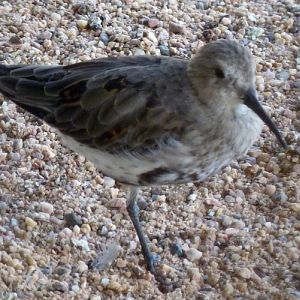 Dunlin (Calidris alpina)