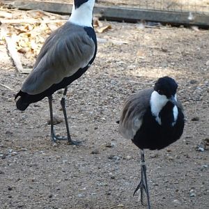Spur-winged lapwing (Vanellus spinosus)