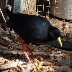 Black crake (Amaurornis flavirostris)