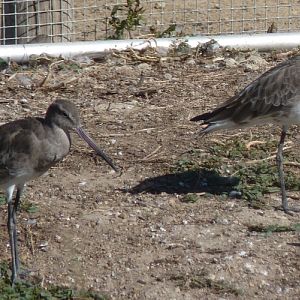 Black-tailed godwits (Limosa limosa)