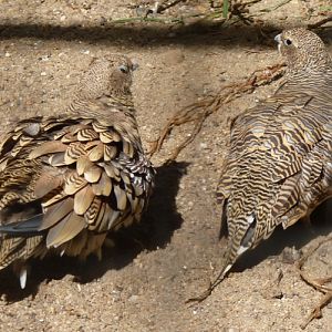 Pin-tailed sandgrouses (Pterocles alchata)