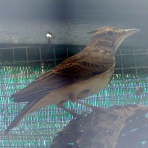 Iberian crested lark (Galerida cristata pallida)