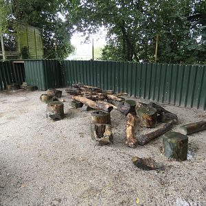 Indian Crested Porcupine enclosure