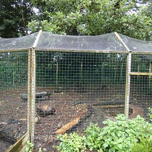 Bush Dog enclosure