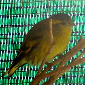 Common siskin (Carduelis spinus)