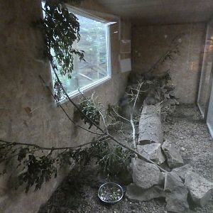 Rock Hyrax enclosure