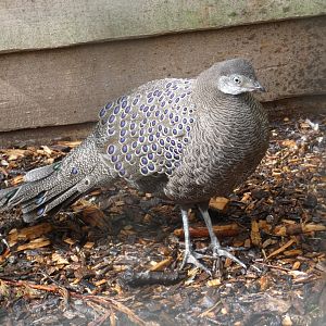 Grey Peacock-pheasant