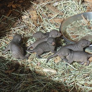 Banded Mongoose pups