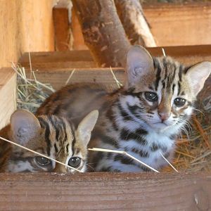 Indochinese Leopard Cat kittens