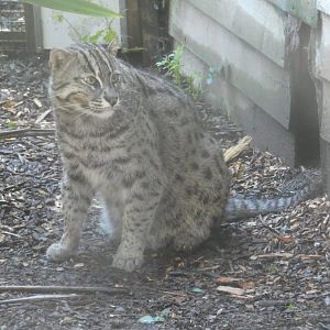 Fishing Cat