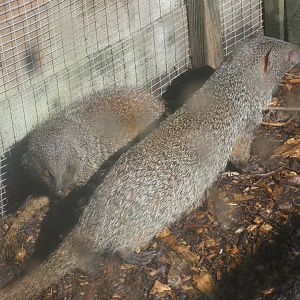 Egyptian Mongoose