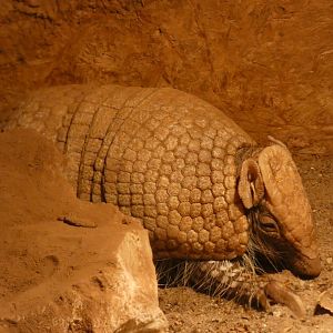 Southern Three-banded Armadillo