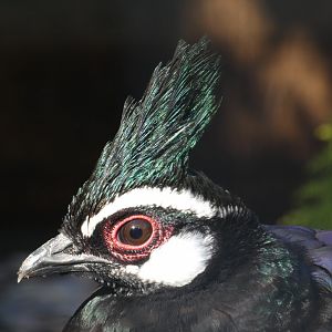 Palawan Peacock-pheasant
