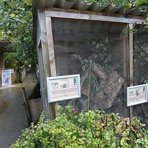 Harvest Mouse enclosure