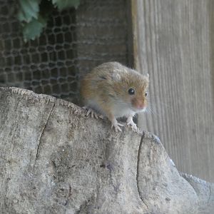 Harvest Mouse