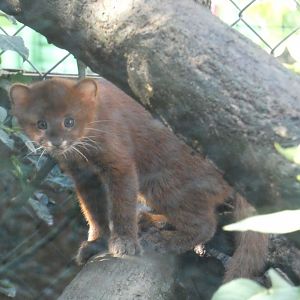 Jaguarundi young