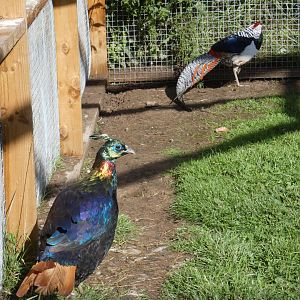 Himalayan Monal and Lady Amherst's Pheasant