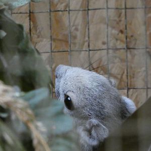 Finlayson's Squirrel