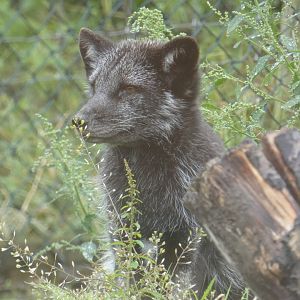 Arctic Fox