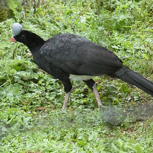 Northern Helmeted Curassow