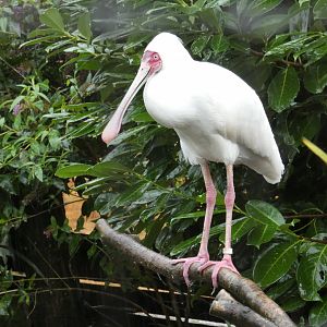 African Spoonbill