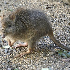 Long-nosed Potoroo