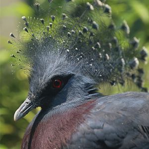 Victoria Crowned Pigeon