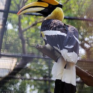 Great Hornbill