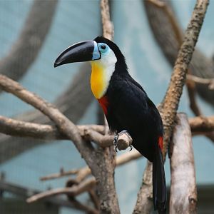Channel-billed Toucan