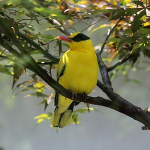 Black-naped Oriole (Oriolus chinensis)