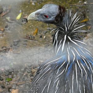Vulturine Guineafowl