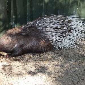Indian Crested Porcupine