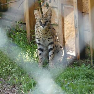 Serval