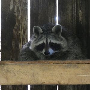 North American Racoon