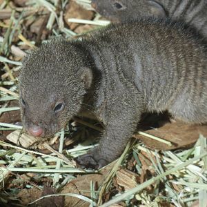Banded Mongoose pup