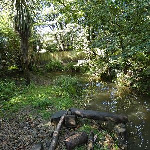 Asian Short-clawed Otter enclosure