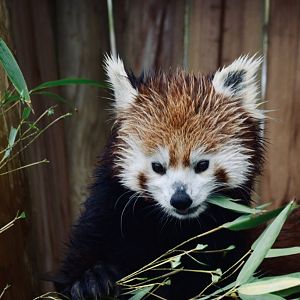 Red Panda - October 2020
