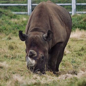 Eastern Black Rhinoceros - October 2020