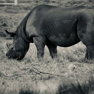 Eastern Black Rhinoceros - October 2020