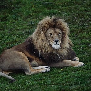 African Lion - October 2020