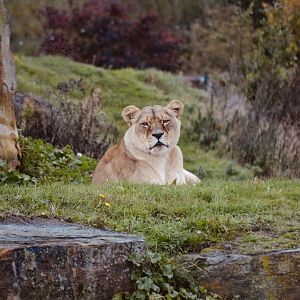 African Lion - October 2020