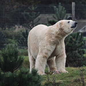 Polar Bear - October 2020