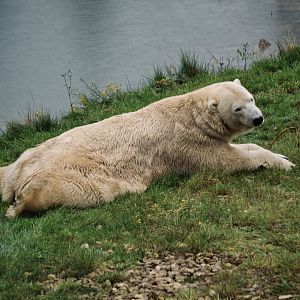 Polar Bear - October 2020