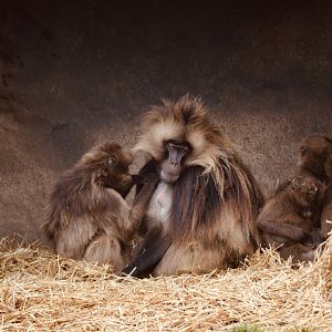 Gelada Baboon - October 2020