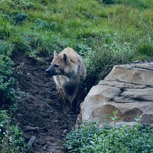 Spotted Hyena - October 2020