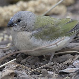 Gouldian finch fledgeling