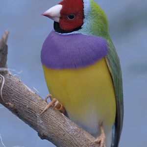Red-faced Gouldian finch